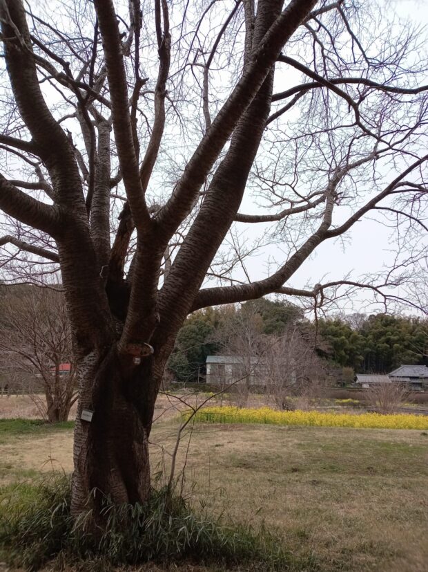 カスミザクラ