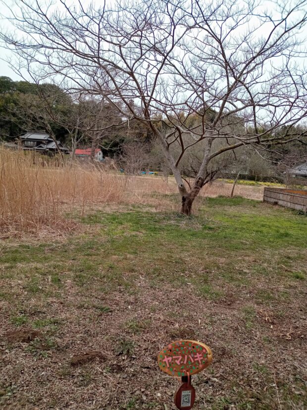 ヤマハギ