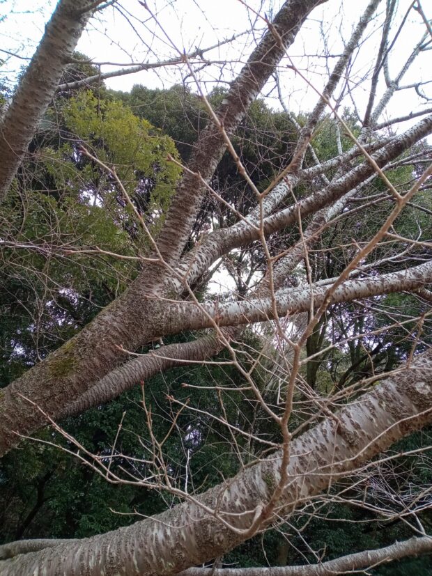 ヤマザクラ
