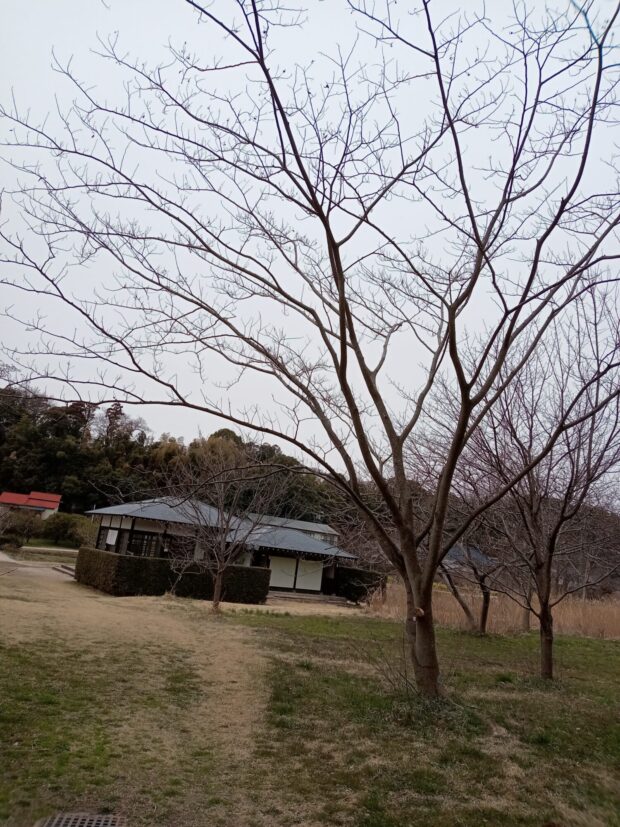 ネムノキ