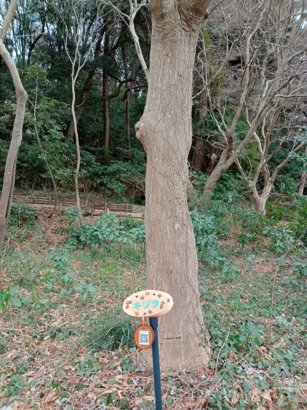 キヅタ