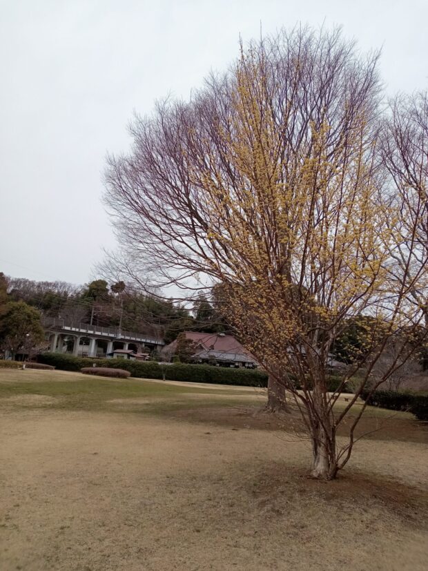 サンシュユ