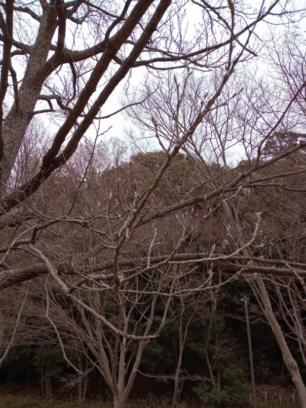 クヌギ