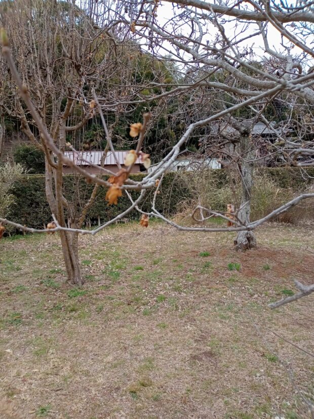 ソシンロウバイ