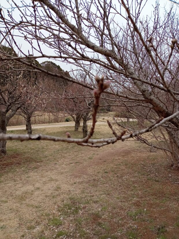 モモ