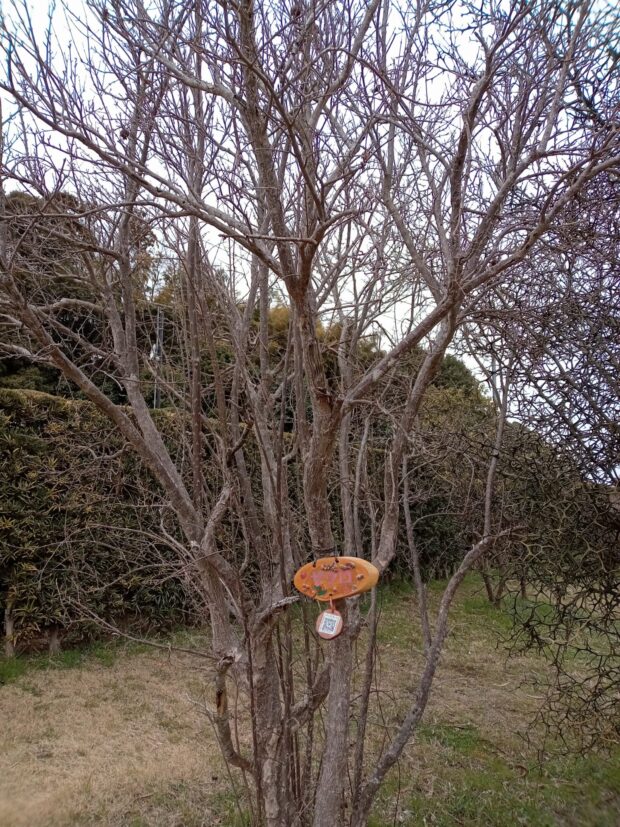 ザクロ