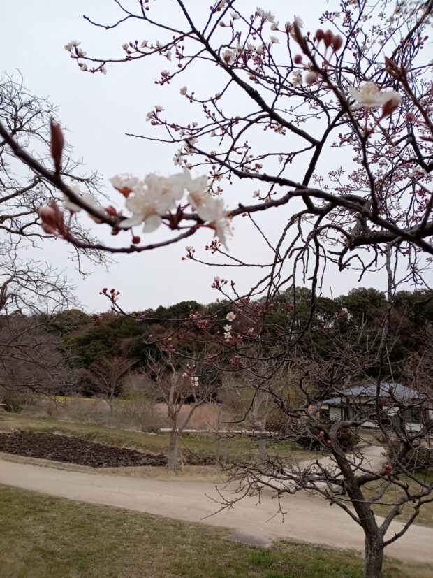 ベニバスモモ