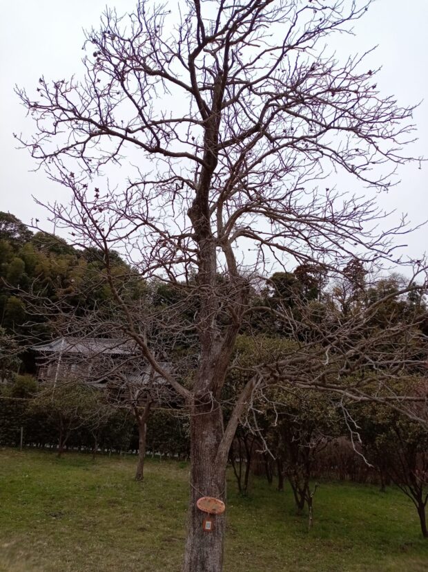 カキノキ