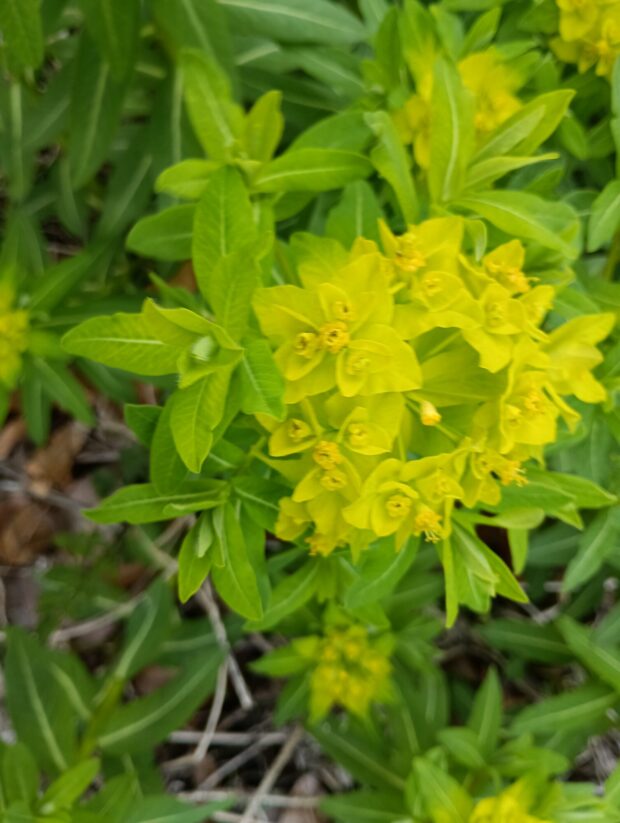 ノウルシ群生地