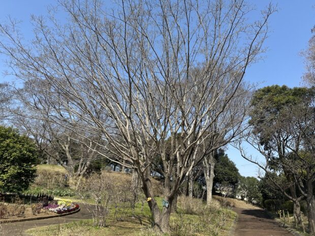 ヒトツバタゴ