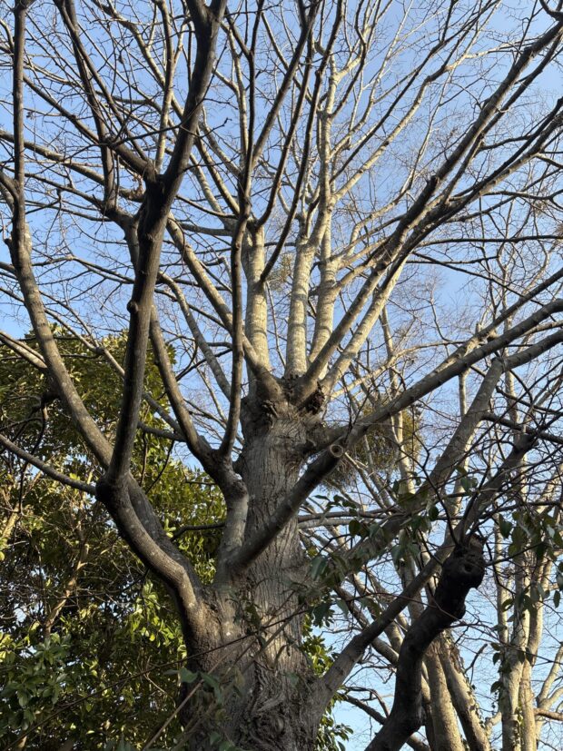 ボダイジュ