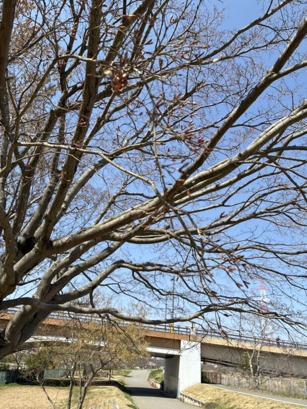 ミズキ