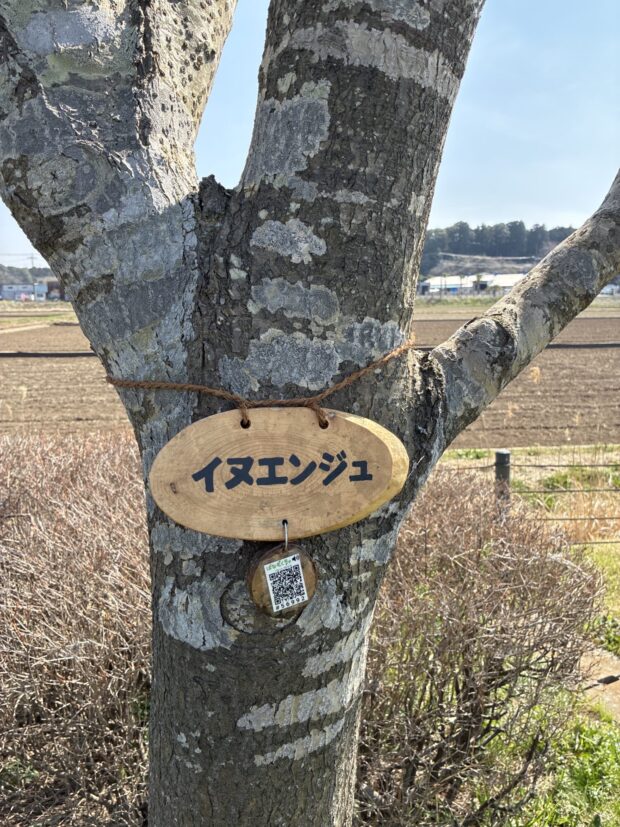 イヌエンジュ