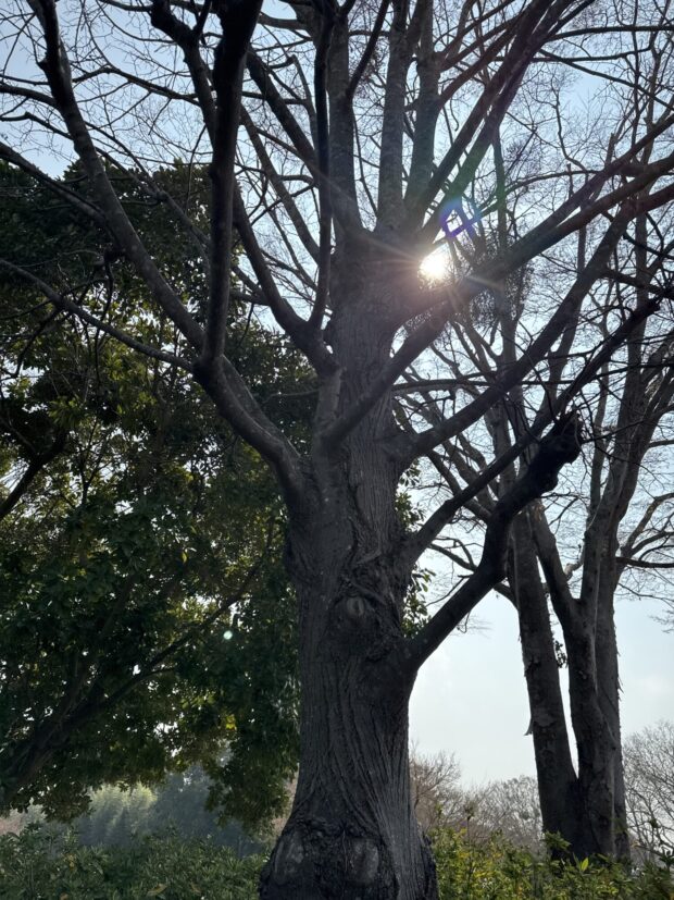 ボダイジュ