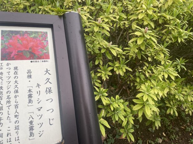 オオクボツツジ