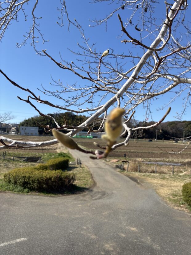 コブシ