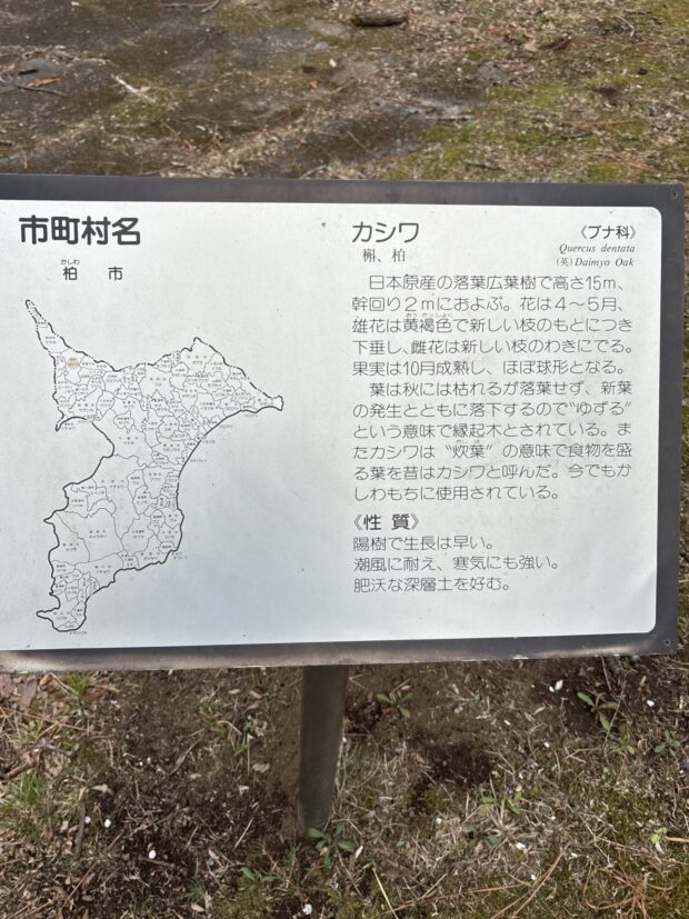 カシワ