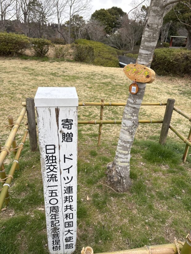 シナノキ
