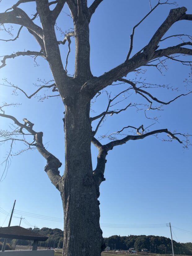 イヌシデ