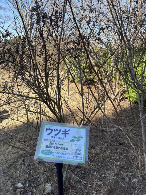 ウツギ