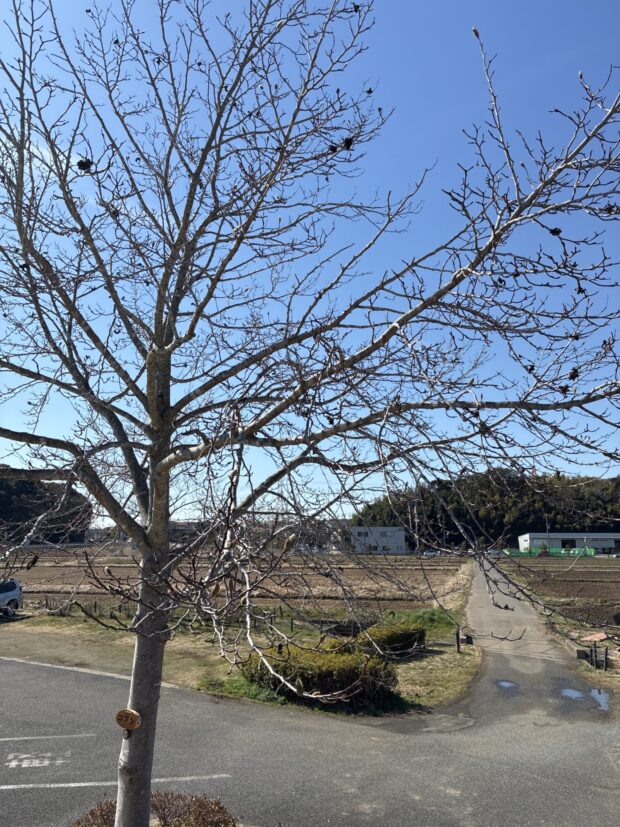 コブシ