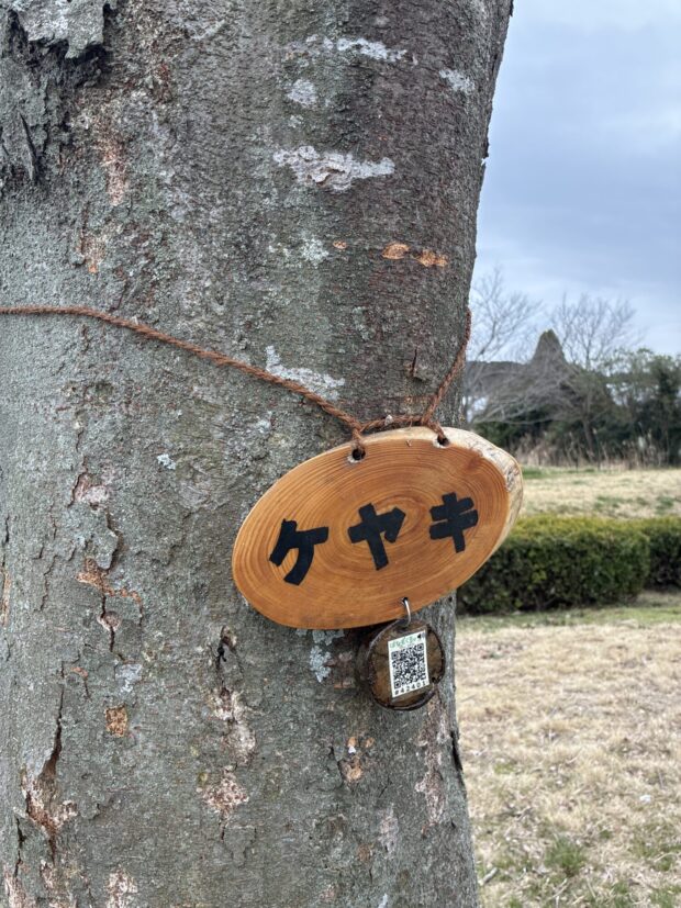 ケヤキ