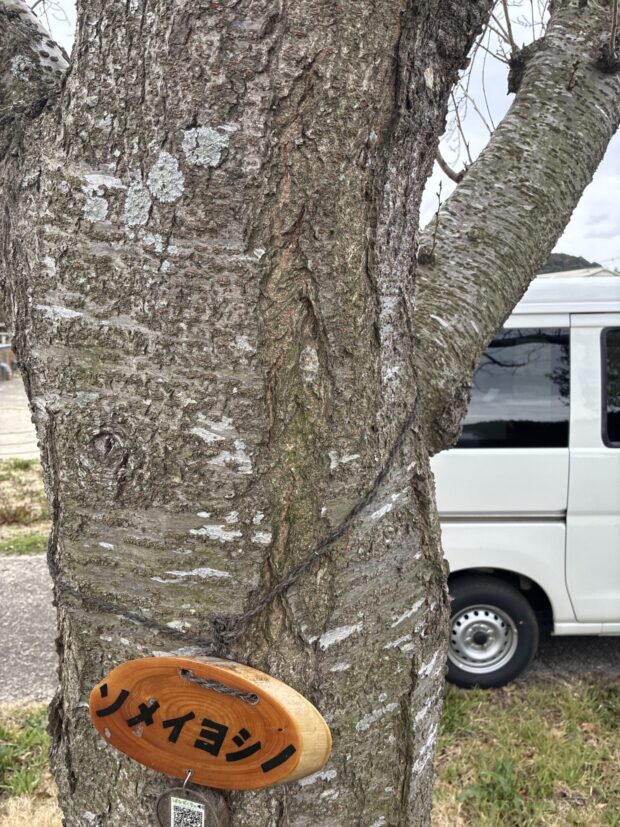 ソメイヨシノ