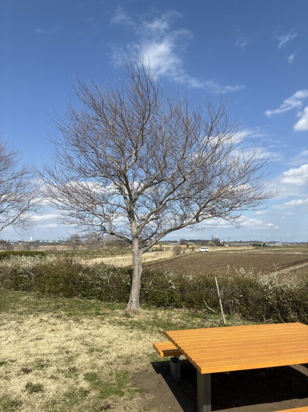 エゴノキ