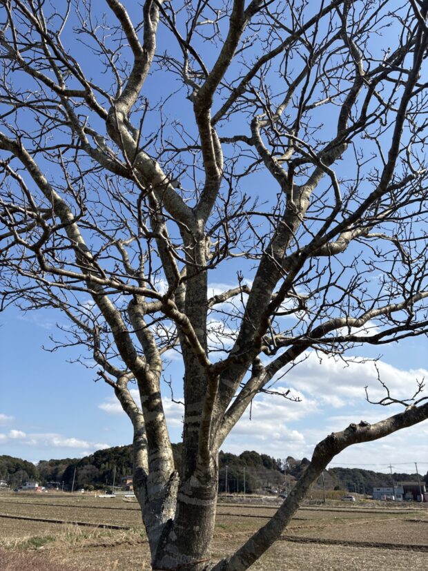 イヌエンジュ