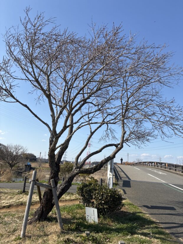 キクモモ
