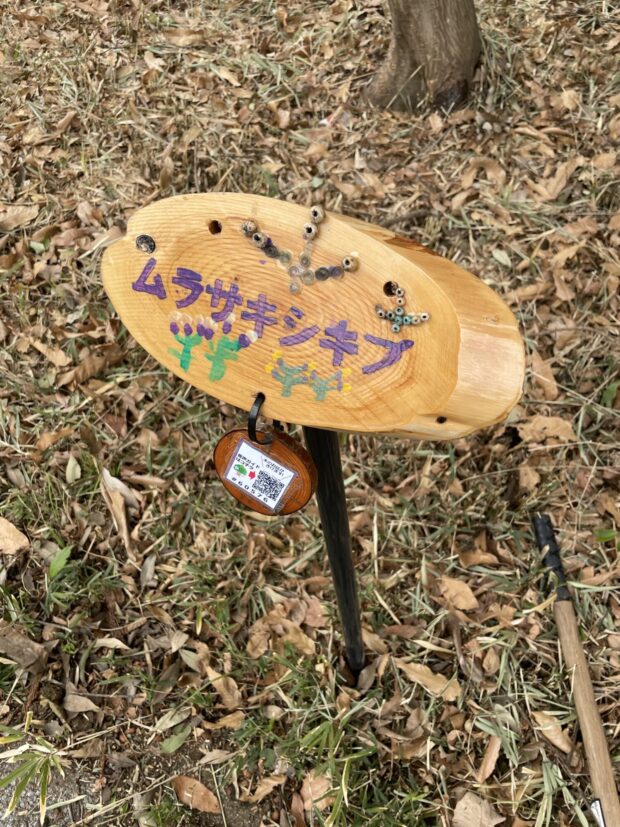 ムラサキシキブ