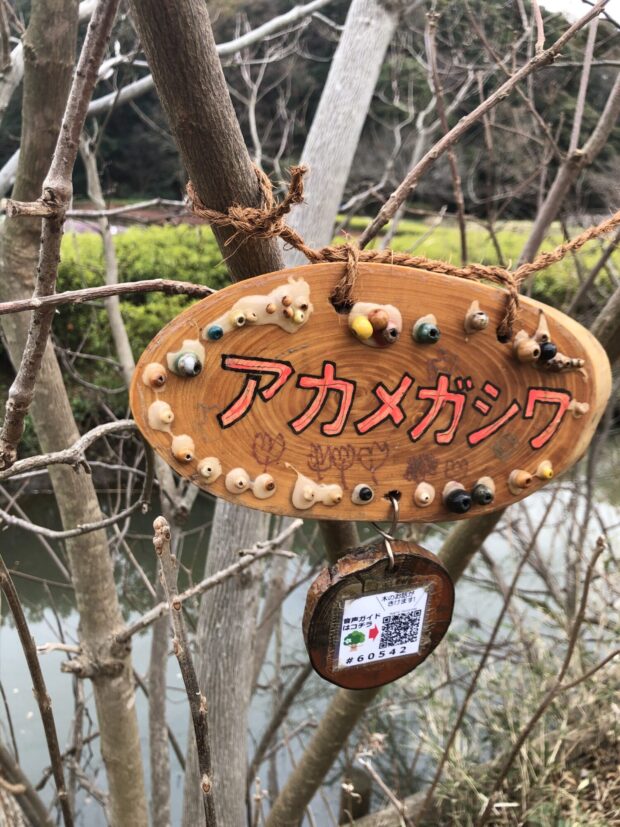 アカメガシワ