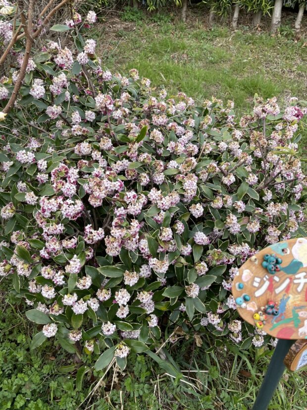 ジンチョウゲ