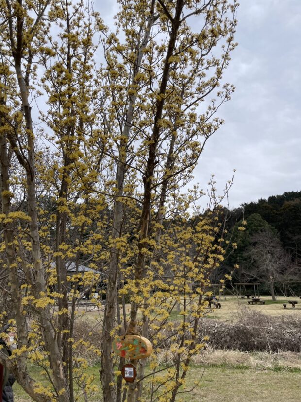 サンシュユ