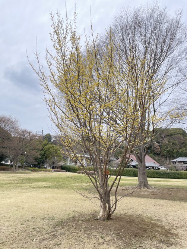 サンシュユ
