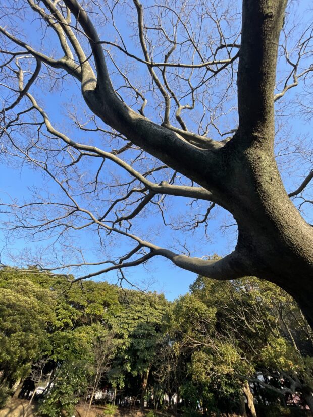 エノキ
