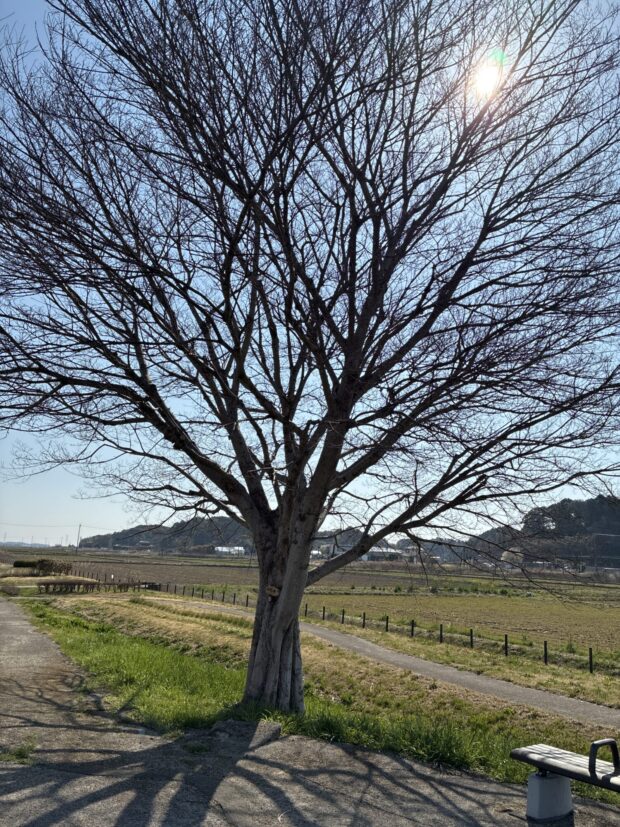 ムクノキ