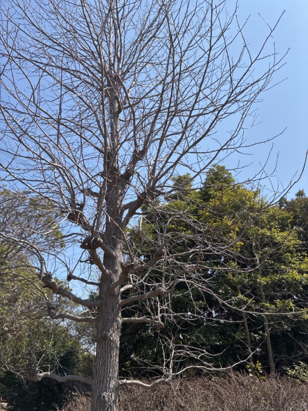 モミジバフウ