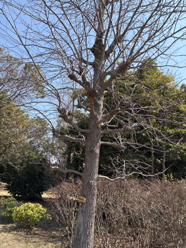 モミジバフウ