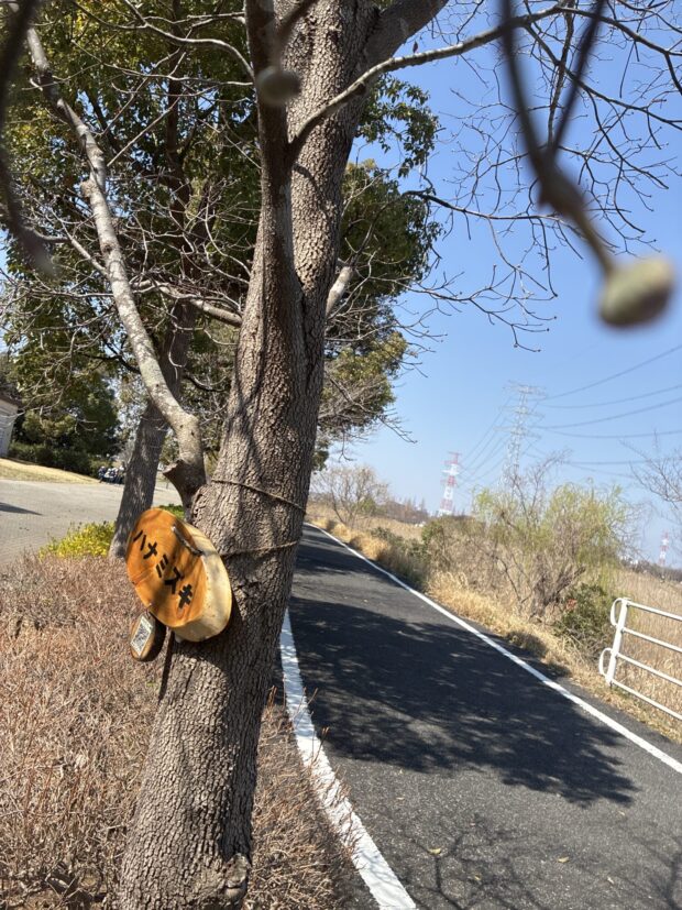 ハナミズキ