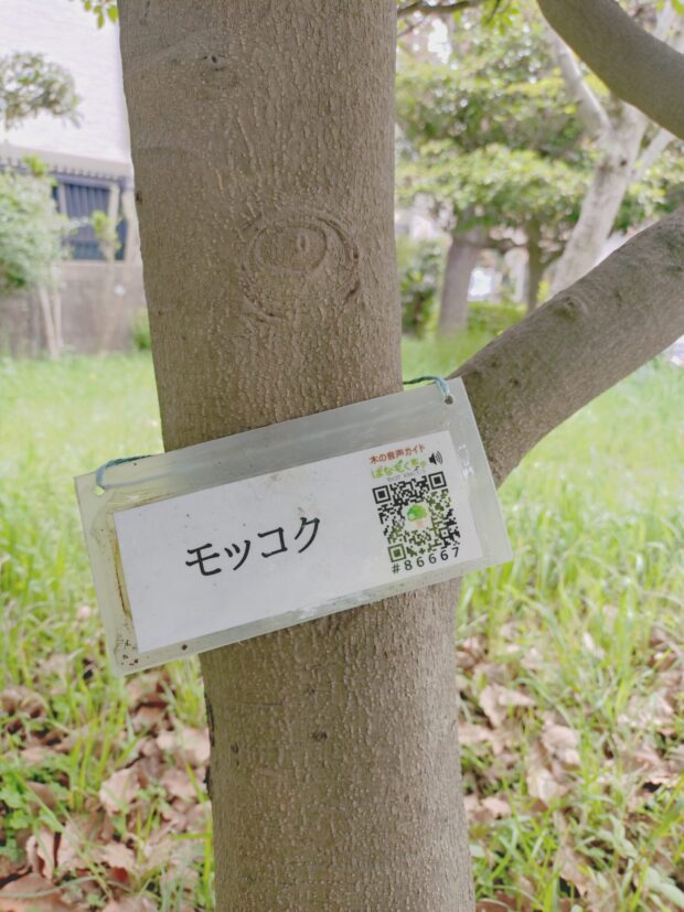 モッコク