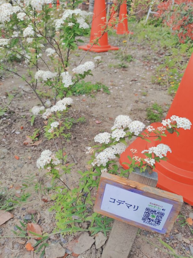 コデマリ