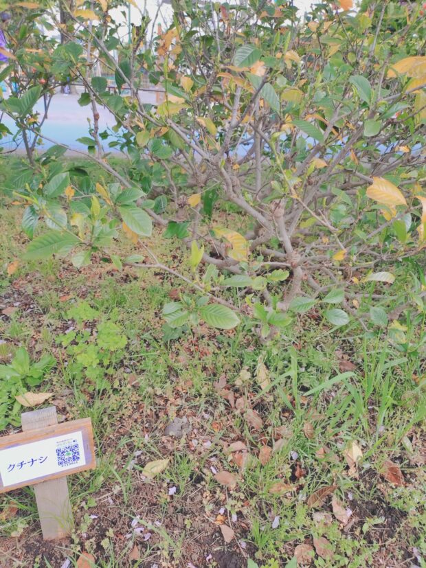 クチナシ