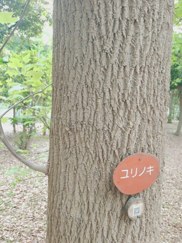 ユリノキ
