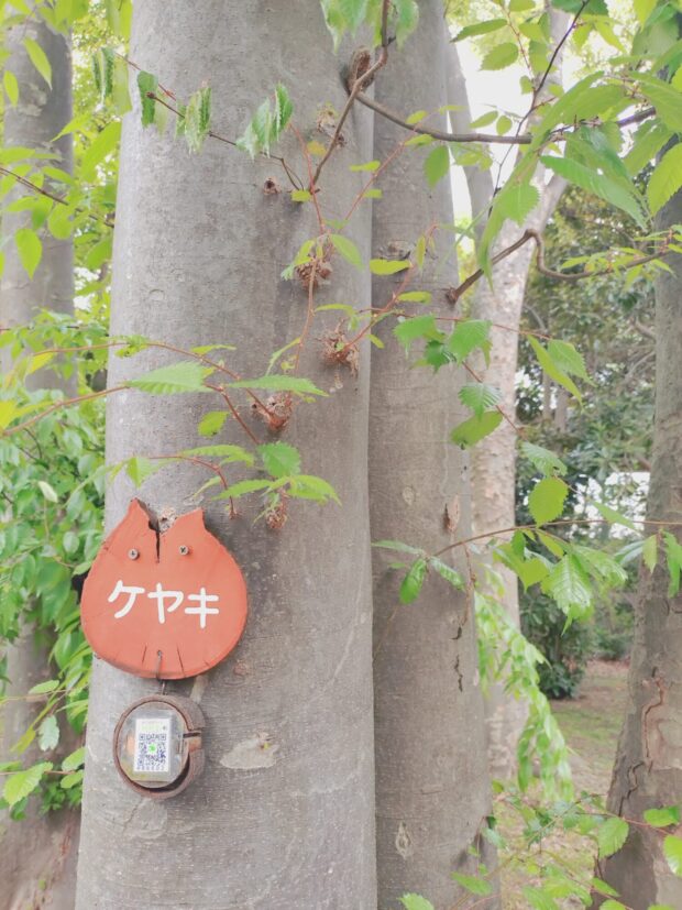 ケヤキ