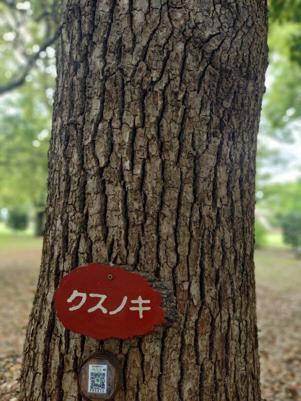 クスノキ