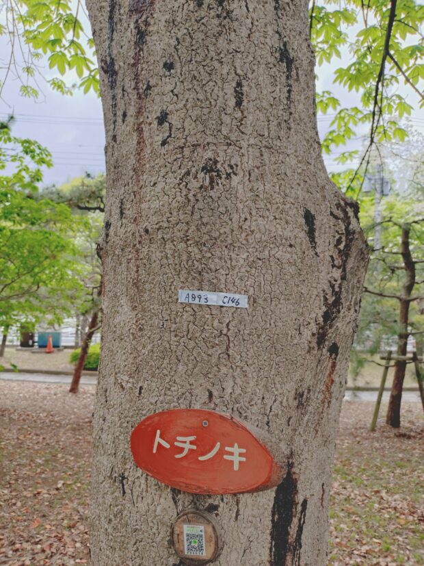 トチノキ