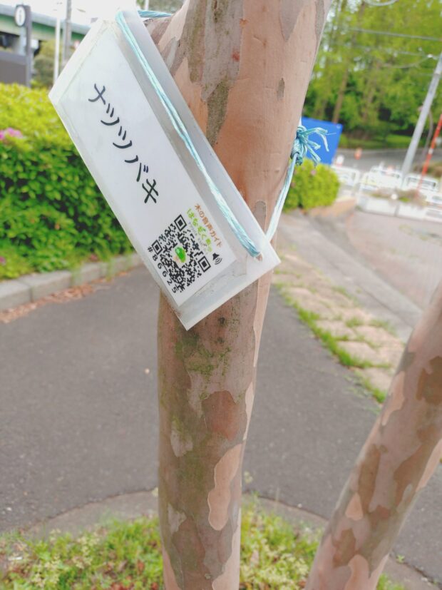 ナツツバキ