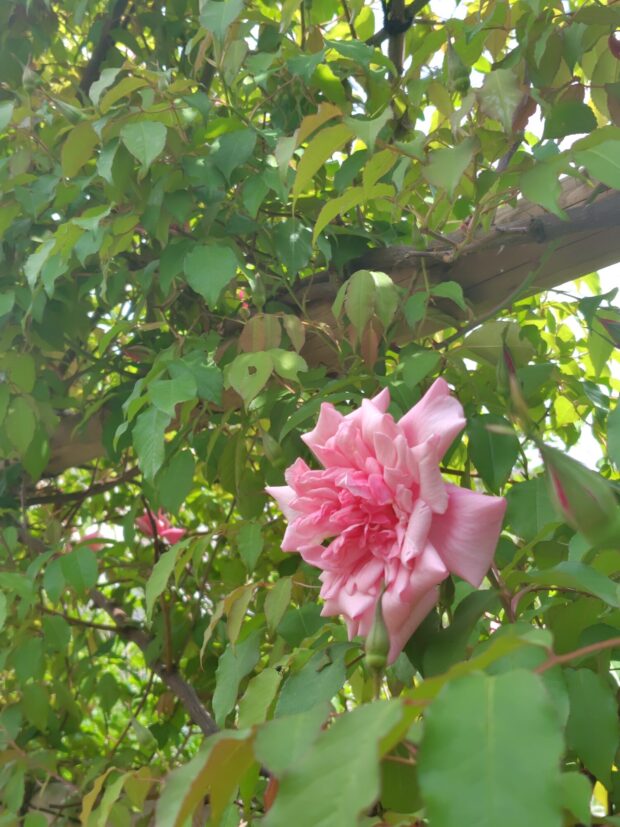 バラ