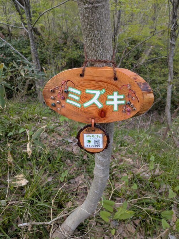 ミズキ